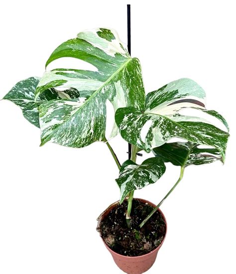 monstera variegata-4
